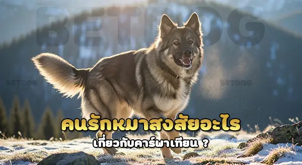 ทำไม คาร์พาเทียน เฝ้าปศุสัตว์