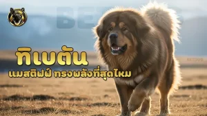 ทิเบตันแมสติฟฟ์ ทรงพลังที่สุดไหม