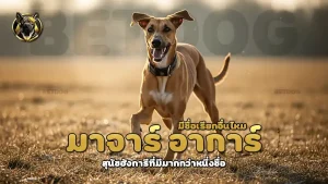 มาจาร์ อาการ์ มีชื่อเรียกอื่นไหม