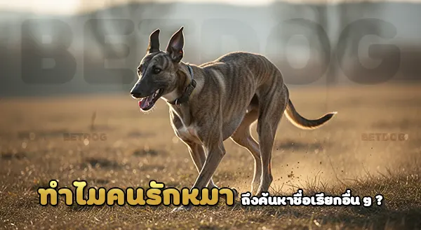 มาจาร์ อาการ์ มีชื่อเรียกอื่นไหม