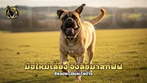 มือใหม่เลี้ยง อิงลิชมาสทิฟฟ์