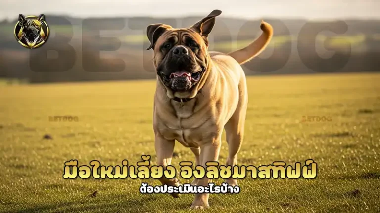 มือใหม่เลี้ยง อิงลิชมาสทิฟฟ์