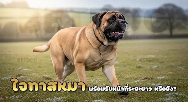 มือใหม่เลี้ยง อิงลิชมาสทิฟฟ์