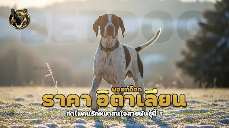 ราคา อิตาเลียน พอยท์ด็อก