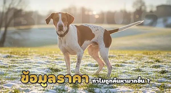 ราคา อิตาเลียน พอยท์ด็อก