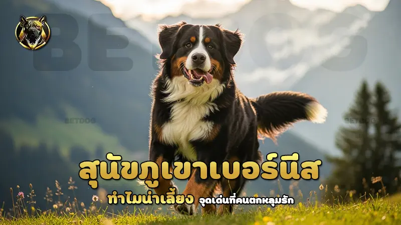 สุนัขภูเขาเบอร์นีส ทำไมน่าเลี้ยง