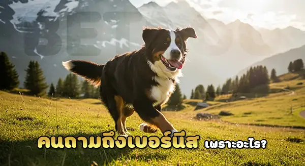 สุนัขภูเขาเบอร์นีส ทำไมน่าเลี้ยง
