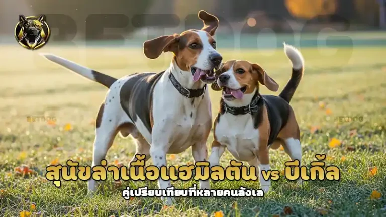 สุนัขล่าเนื้อแฮมิลตัน vs บีเกิ้ล