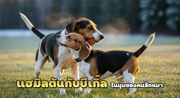 สุนัขล่าเนื้อแฮมิลตัน vs บีเกิ้ล