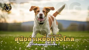 สุนัขล่าเหยื่อแองโกล หมาดมกลิ่น