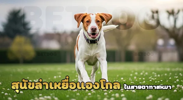 สุนัขล่าเหยื่อแองโกล หมาดมกลิ่น