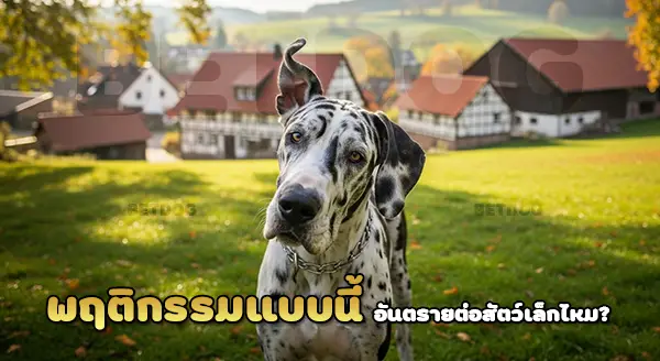 หมาล่าเหยื่อด้วยสายตา เกรทเดน