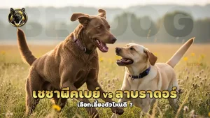 เชซาพีคเบย์ vs ลาบราดอร์