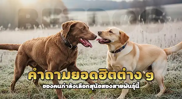 เชซาพีคเบย์ vs ลาบราดอร์