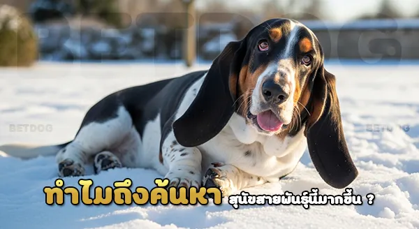 เฟรนช์ไวท์ แอนด์ แบล็คฮาวนด์