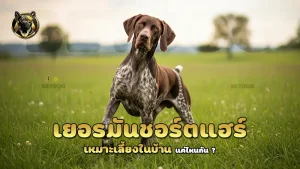 เยอรมันชอร์ตแฮร์ เหมาะเลี้ยงในบ้าน