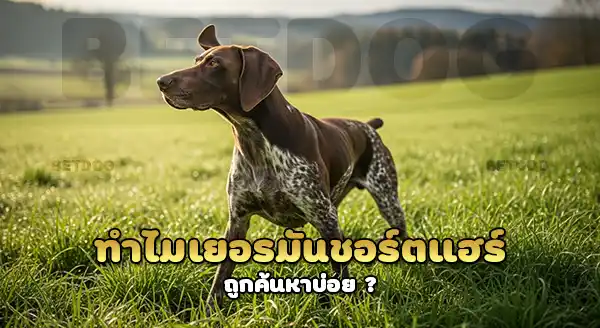 เยอรมันชอร์ตแฮร์ เหมาะเลี้ยงในบ้าน