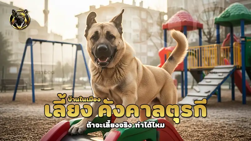 เลี้ยง คังคาลตุรกี บ้านในเมือง