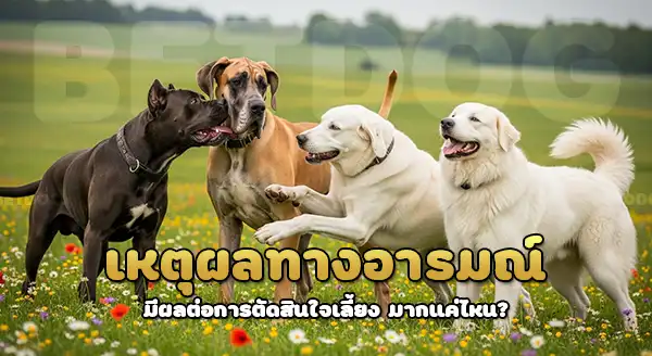 เหตุผลที่คน เลือกเลี้ยงสุนัข