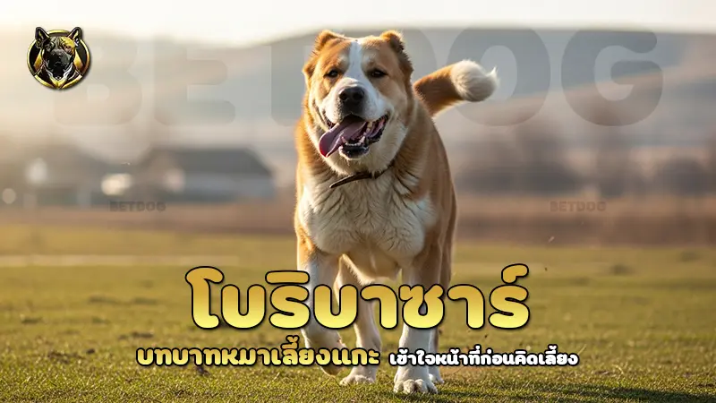 โบริบาซาร์ บทบาทหมาเลี้ยงแกะ