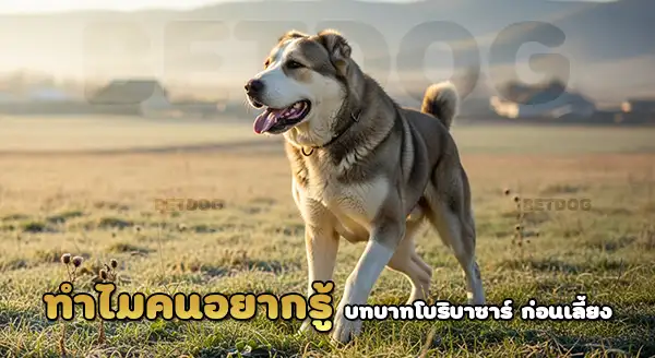 โบริบาซาร์ บทบาทหมาเลี้ยงแกะ