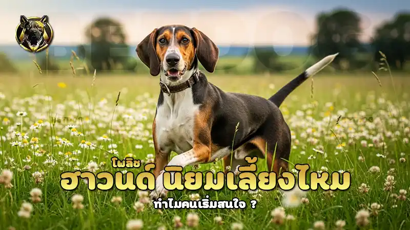 โพลิช ฮาวนด์ นิยมเลี้ยงไหม