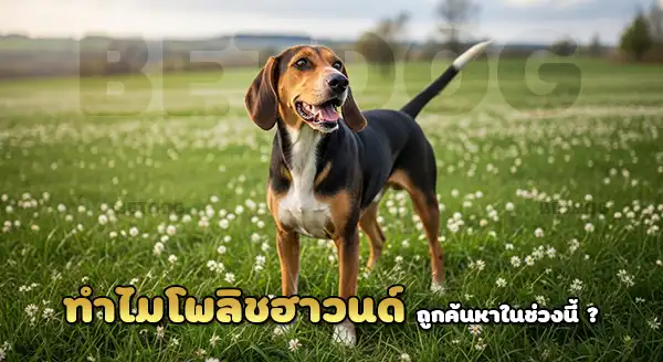 โพลิช ฮาวนด์ นิยมเลี้ยงไหม