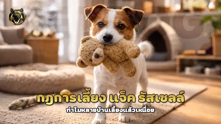 กฎการเลี้ยง แจ็ค รัสเซลล์