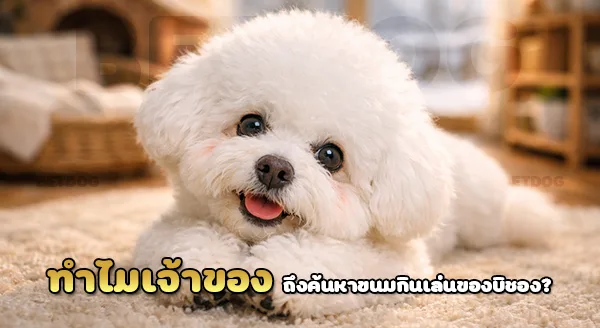 ขนมกินเล่น ของ บิชองฟริเซ่