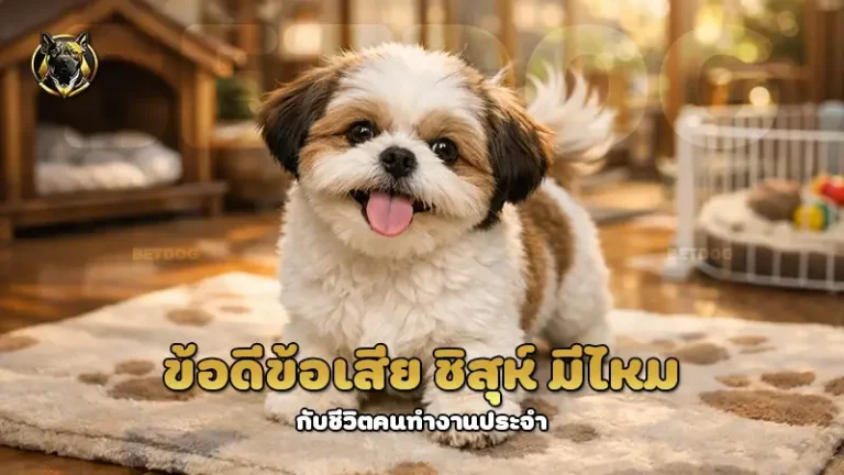 ข้อดีข้อเสีย ชิสุห์ มีไหม