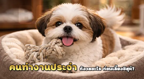 ข้อดีข้อเสีย ชิสุห์ มีไหม