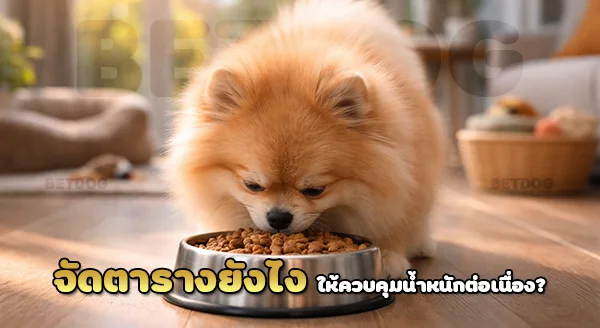 จัดตารางอาหาร ปอม ยังไง