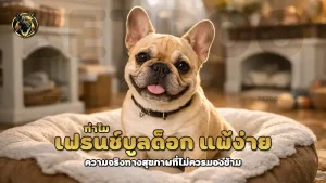 ทำไม เฟรนช์บูลด็อก แพ้ง่าย