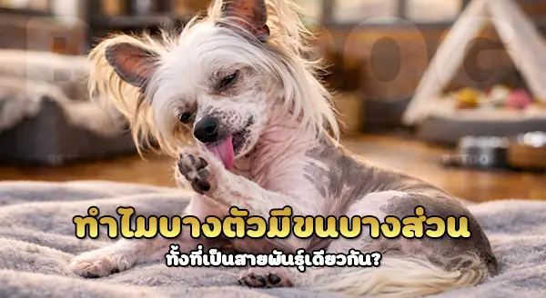 ทำไม ไชนีสเครสเต็ด ไม่มีขน