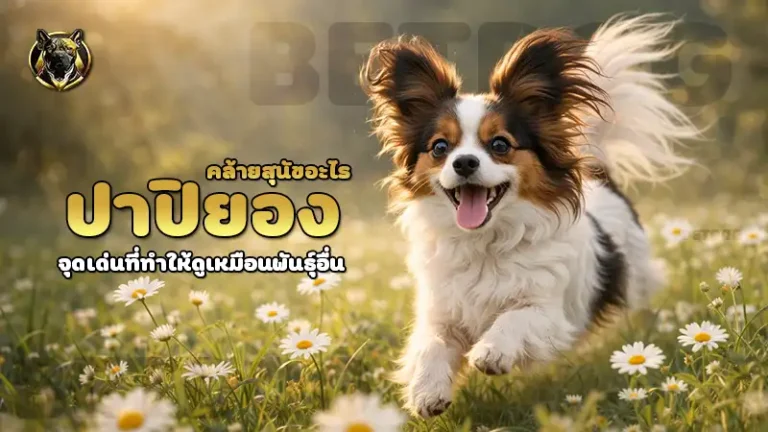ปาปิยอง คล้ายสุนัขอะไร