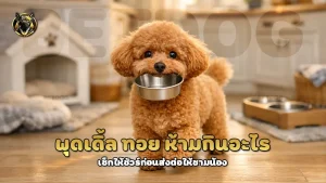 พุดเดิ้ล ทอย ห้ามกินอะไร