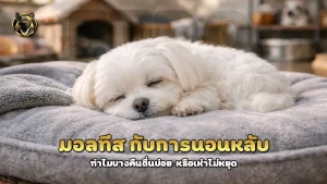 มอลทีส กับการนอนหลับ