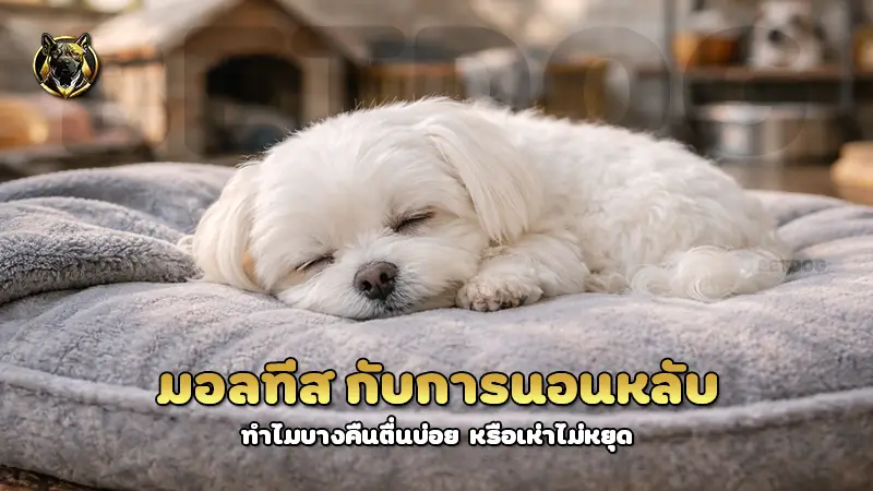 มอลทีส กับการนอนหลับ