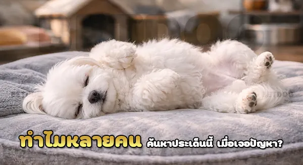 มอลทีส กับการนอนหลับ