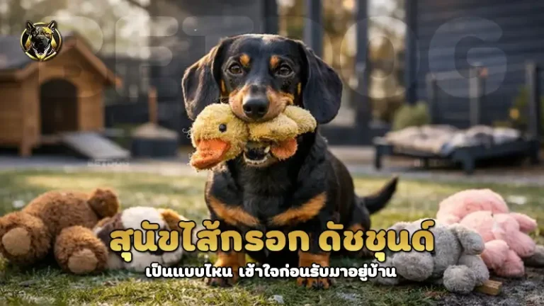 สุนัขไส้กรอก ดัชชุนด์