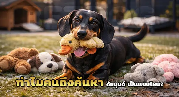 สุนัขไส้กรอก ดัชชุนด์