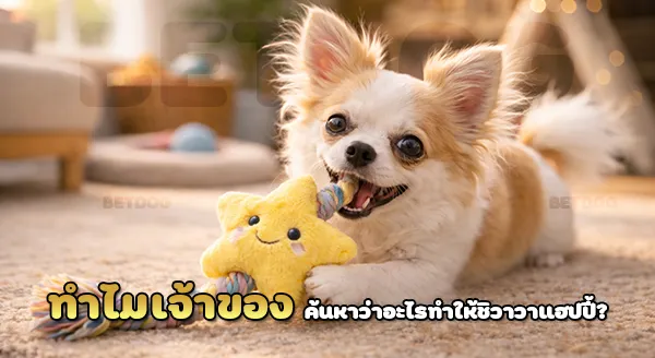 อะไรทำให้ ชิวาวา แฮปปี้