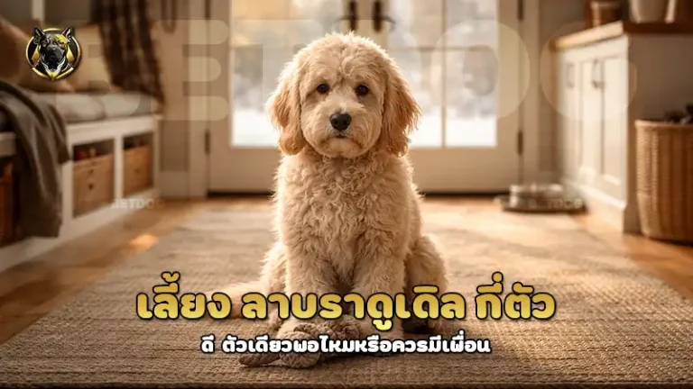 เลี้ยง ลาบราดูเดิล กี่ตัว