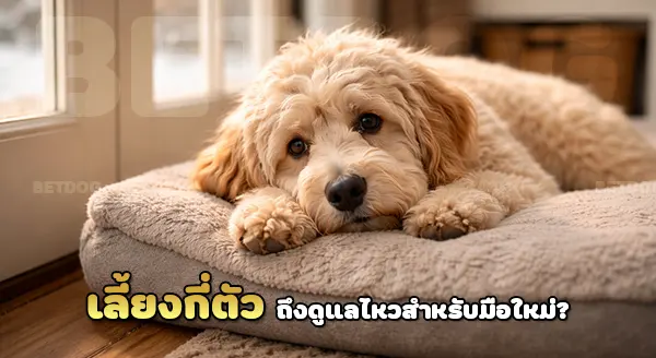 เลี้ยง ลาบราดูเดิล กี่ตัว