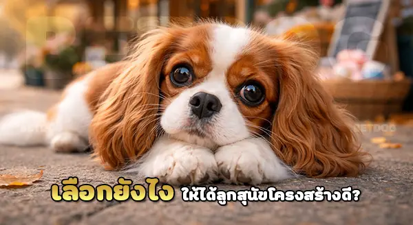 เลือก คาวาเลียร์คิง ยังไง