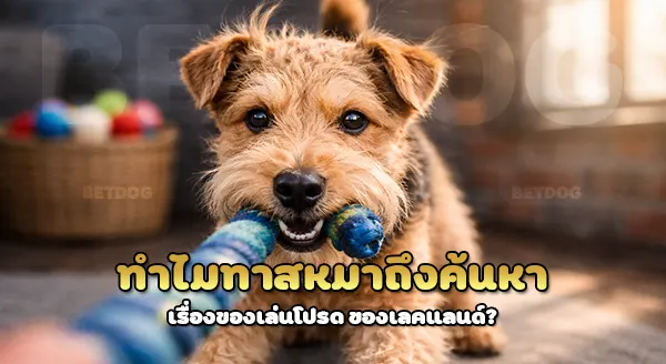 ของเล่นโปรด เลคแลนด์ คือ