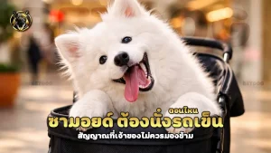 ซามอยด์ ต้องนั่งรถเข็น ตอนไหน