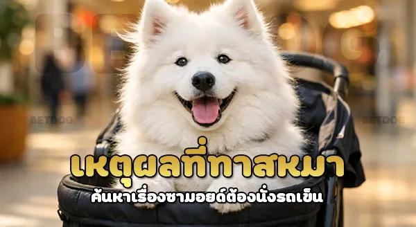 ซามอยด์ ต้องนั่งรถเข็น ตอนไหน