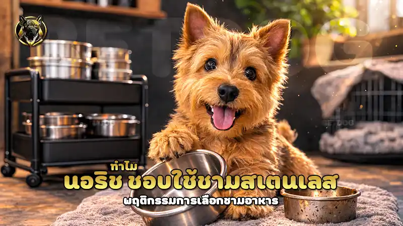 ทำไม นอริช ชอบใช้ชามสเตนเลส