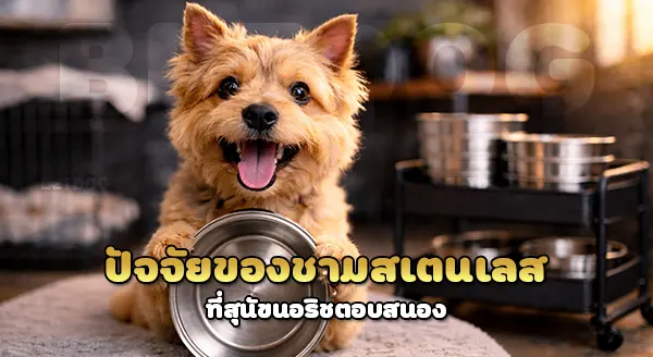 ทำไม นอริช ชอบใช้ชามสเตนเลส